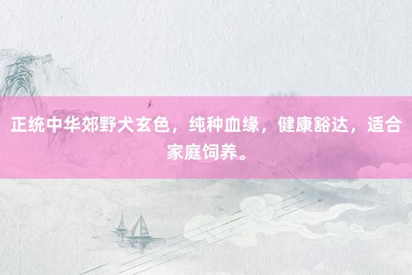 正统中华郊野犬玄色，纯种血缘，健康豁达，适合家庭饲养。